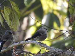 Pyrrhula erythaca