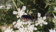 Colpa quinquecincta