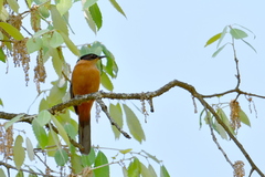 Heterophasia capistrata