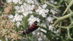 Colpa quinquecincta