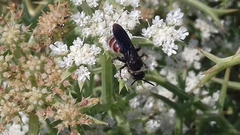 Colpa quinquecincta