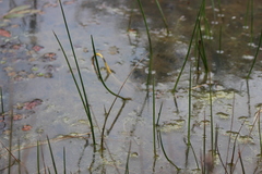 Triglochin scilloides