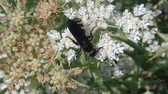 Colpa quinquecincta
