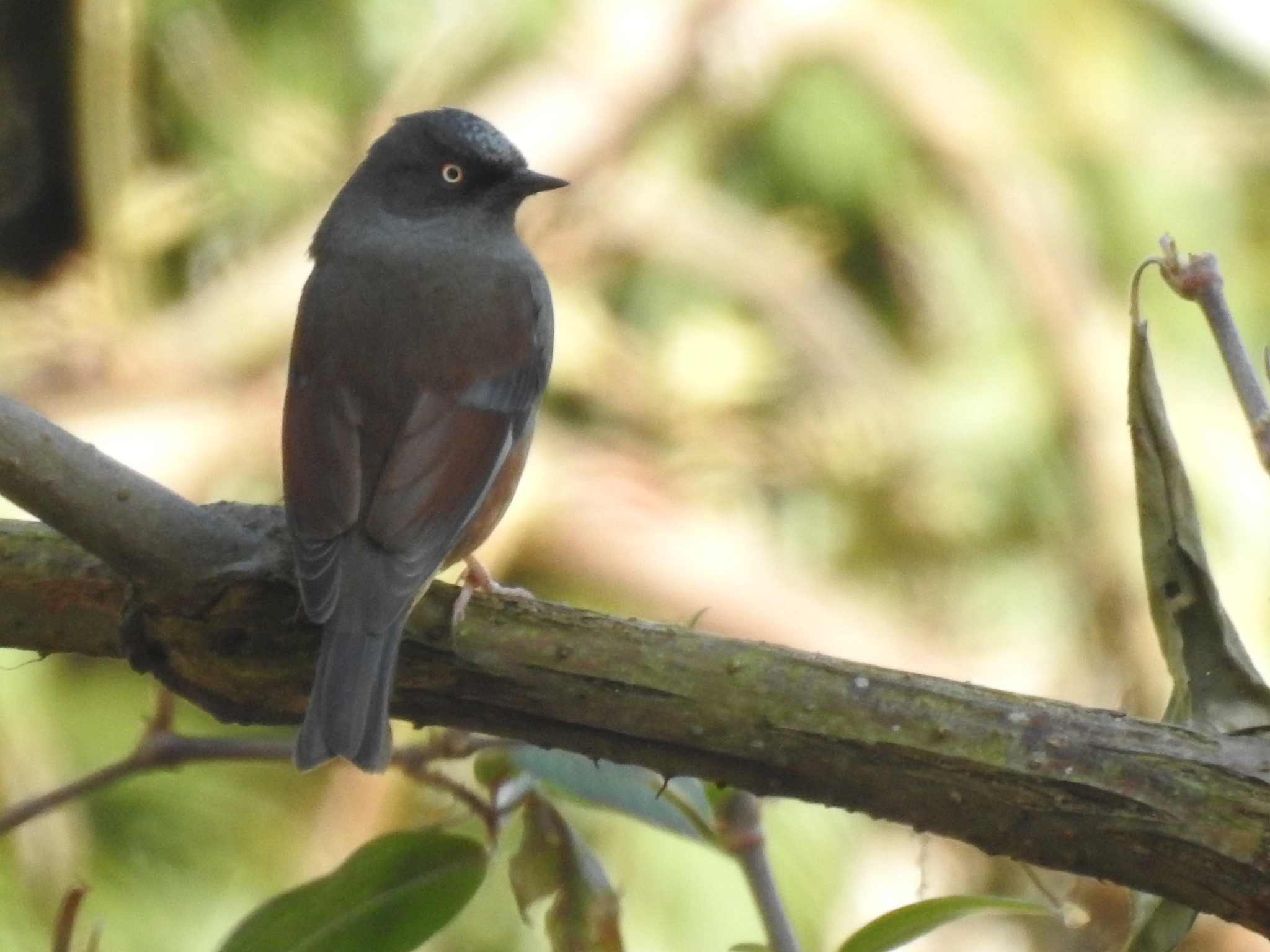 Maroon-backed Accentor (Prunella immaculata), photo 4