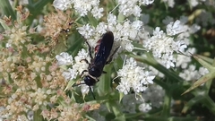 Colpa quinquecincta