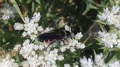 Colpa quinquecincta