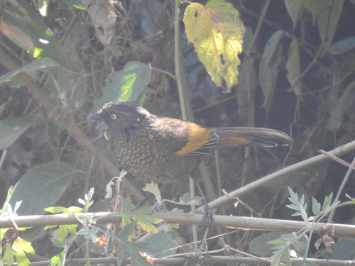 Scaly Laughingthrush (Trochalopteron subunicolor), photo 7