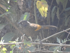 Trochalopteron subunicolor