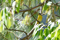 Pericrocotus ethologus