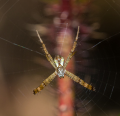Argiope perforata