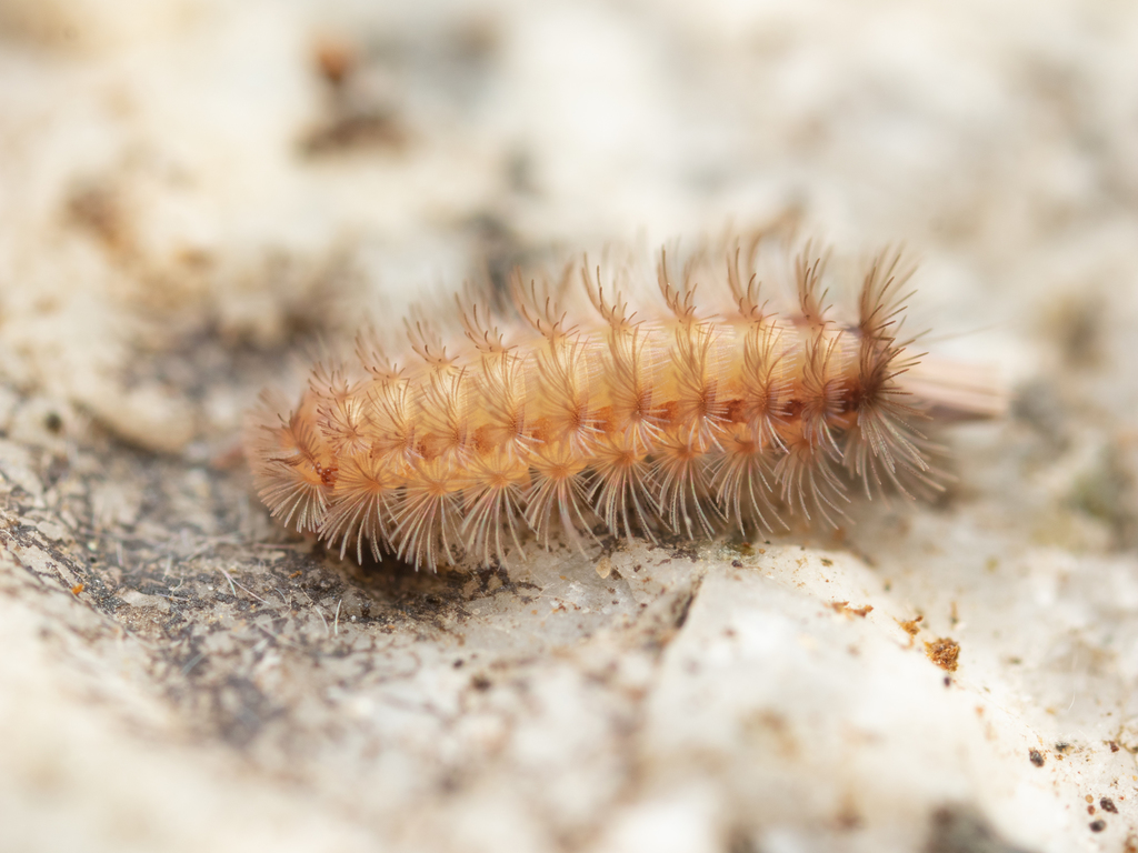Polyxenoidea