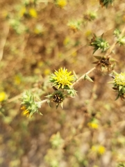 Centromadia parryi australis