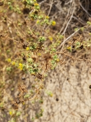 Centromadia parryi australis