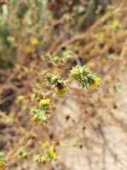 Centromadia parryi australis