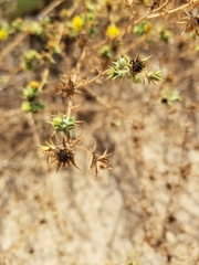 Centromadia parryi australis