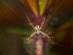 Argiope perforata