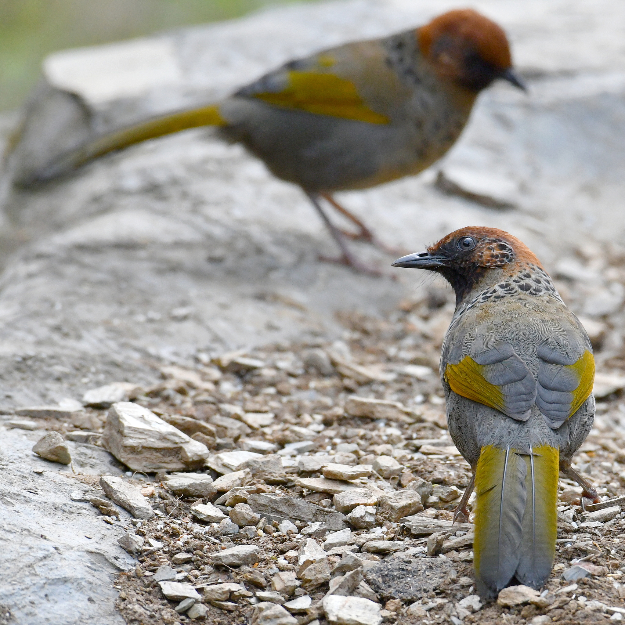 Chestnut-crowned Laughingthrush