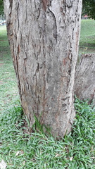 Pterospermum reticulatum