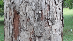 Pterospermum reticulatum