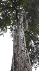 Pterospermum reticulatum