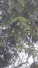 Pterospermum reticulatum