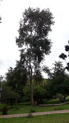 Pterospermum reticulatum