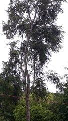 Pterospermum reticulatum