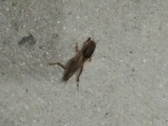 Neoscapteriscus borellii