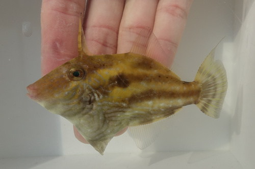 Pig-faced leather jacket (Paramonacanthus choirocephalus) — Monacanthidae — 2