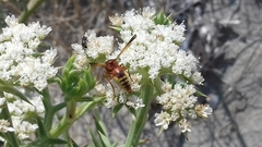 Rhynchium oculatum