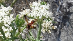 Rhynchium oculatum