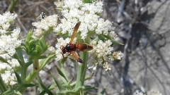 Rhynchium oculatum