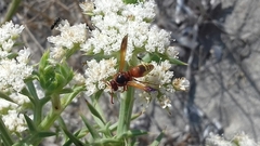 Rhynchium oculatum