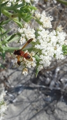 Rhynchium oculatum