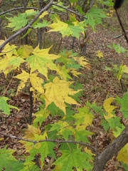 Acer pictum