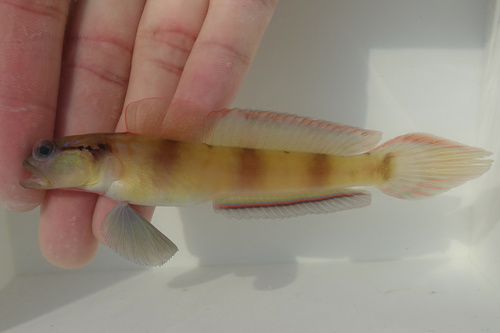 Bareheaded shrimpgoby (Amblyeleotris gymnocephala) — Gobiidae — 2
