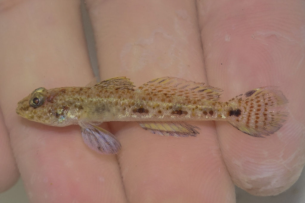 Blackthroat Goby