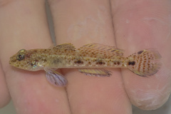 Blackthroat Goby photo 1