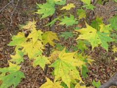 Acer pictum