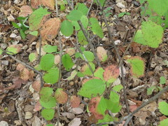 Viburnum burejaeticum