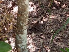 Turnix melanogaster