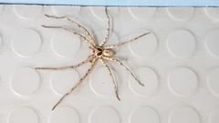 Heteropoda venatoria