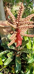 Aechmea chantinii