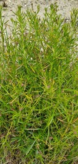 Lepidium africanum
