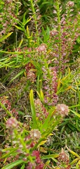Lepidium africanum