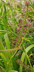 Lepidium africanum