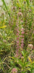 Lepidium africanum