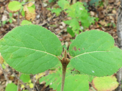 Viburnum burejaeticum