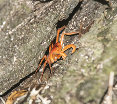 Tiwaripotamon edostilus