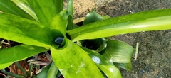 Aechmea fulgens